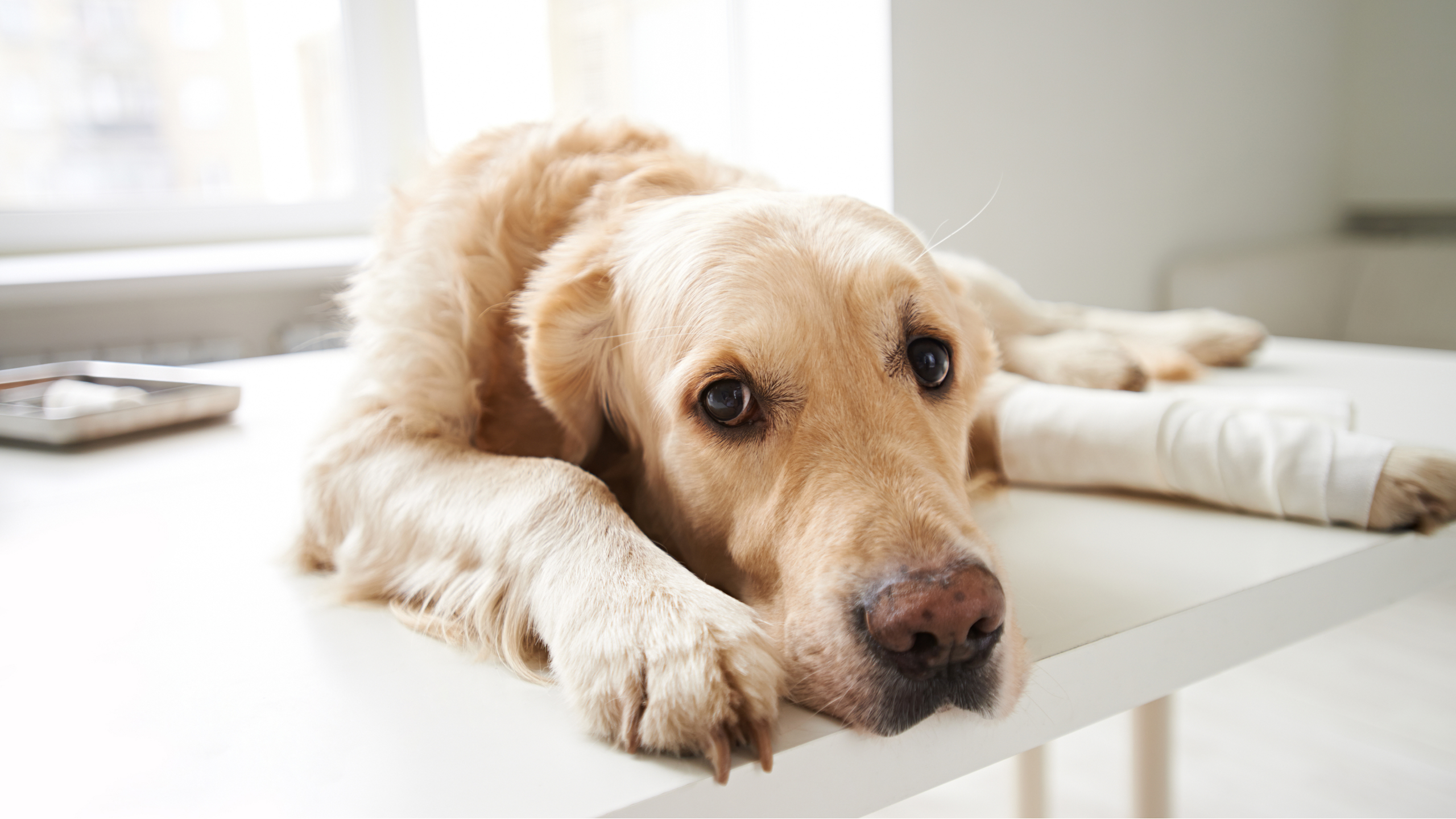 Die 5 besten Erste-Hilfe-Sets für Hunde »