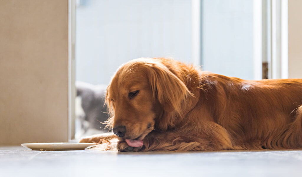 The Golden Retriever Dog is lying on the ground licking his paws.