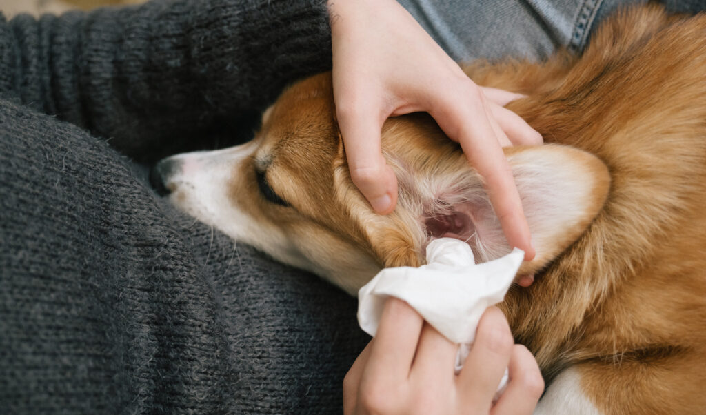 Dog grooming: ear cleaning with a tissue for a corgi