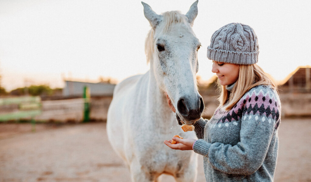 Blond young girl with a woollen cap and old winter pullover feeding her white mare with dry bread in the horse stable